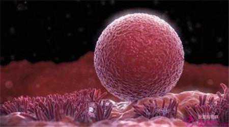 （为您揭秘）-试管2-取卵