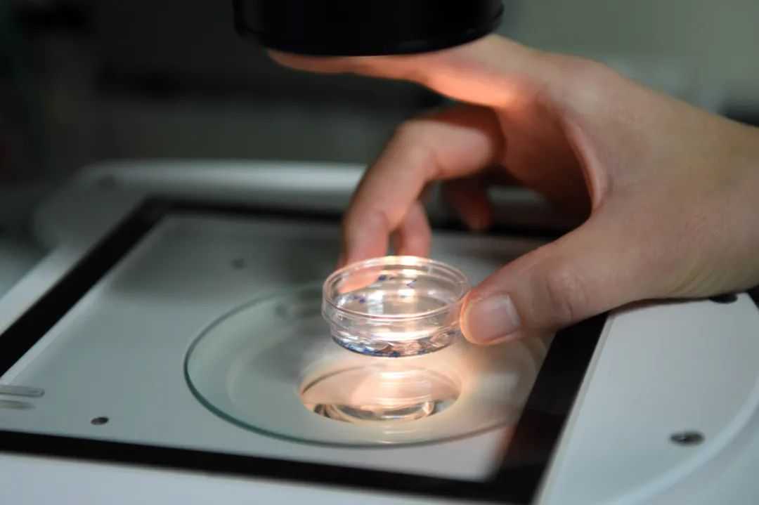 我国每年约有30万名试管婴儿诞生：走出生殖辅助误区