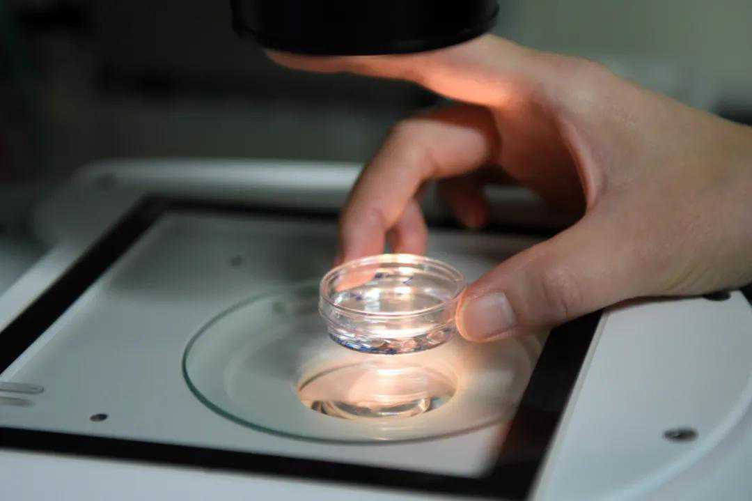 我国每年约有30万名试管婴儿诞生：走出生殖辅助误区