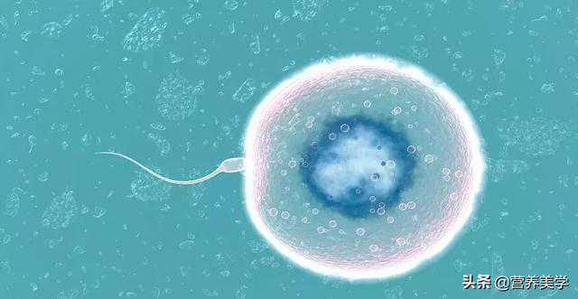 备孕补充单纯叶酸片还是复合维生素片？傻傻不明白