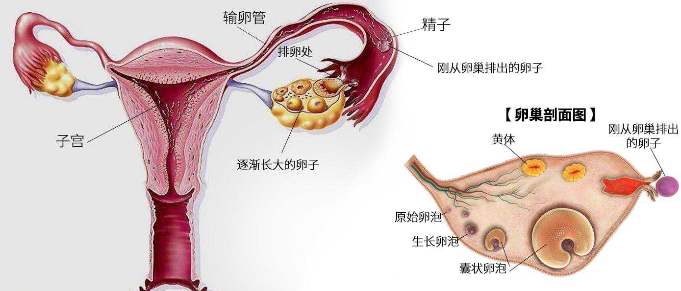 详解0-40周胚胎发育，孕期胎教方案都隐藏在这里了