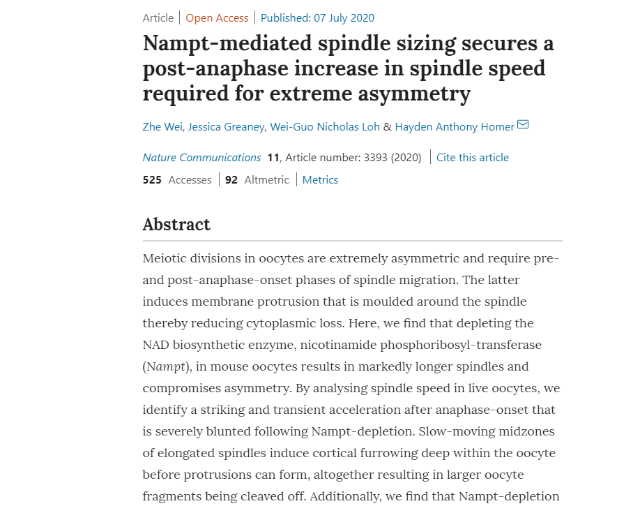 不孕不育新发现，维持卵细胞中NAD+水平，大大增加女性受孕的几率